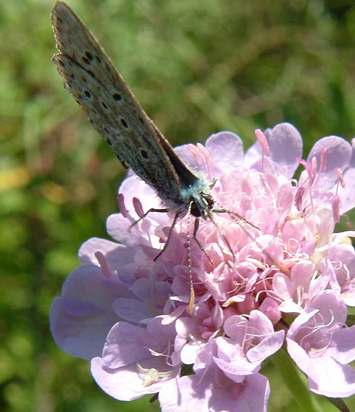 Lysandra bellargus (o icarus?)